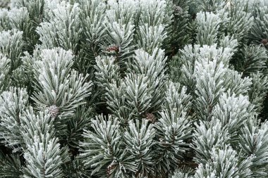 Çam dalı uzun iğne ile hoarfrost ile kaplı. 