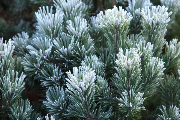 Froid hivernal sur pin, sapin de Noël close-up — Photo