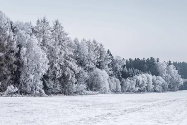 Paisaje invernal con árboles congelados en el campo y cielo azul —  Fotos de Stock