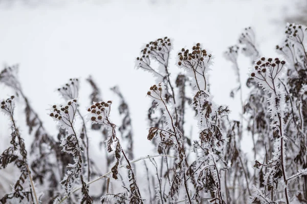 Primer plano de la flor congelada cubierta de hielo y nieve —  Fotos de Stock