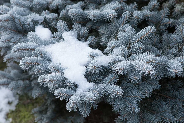 Fichtenzweige mit Frost bedeckt. Weihnachtsbaum mit Raureif — Stockfoto