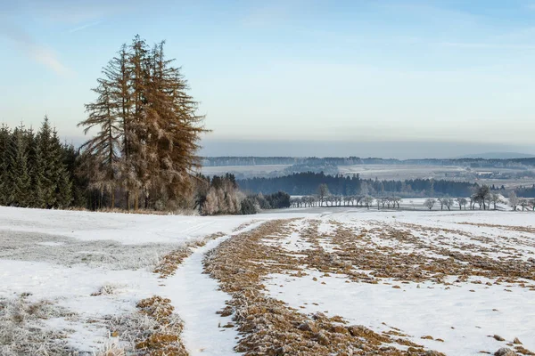 Pejzaż zimowy z mrożonych drzew w pole i błękitne niebo — Zdjęcie stockowe