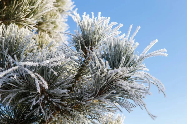 Branche de pin avec longues aiguilles recouvertes de givre sur le fond b — Photo