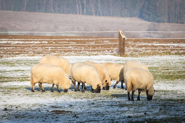 Gregge di pecore in inverno — Foto Stock