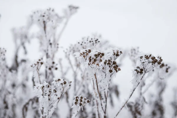 Primer plano de la flor congelada cubierta de hielo y nieve —  Fotos de Stock