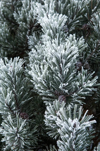 Frost uzun iğne ile çam dalı — Stok fotoğraf