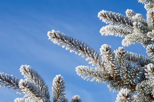 Branche d'épinette avec givre sur fond bleu ciel. Arbre de Noël — Photo