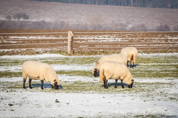 Стадо овець взимку — стокове фото
