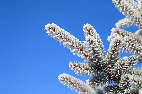 Fichtenzweig mit Frost auf blauem Himmelshintergrund. Weihnachtsbaum. — Stockfoto