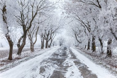 Donmuş ağaçlar ve gri kış kentsel yol