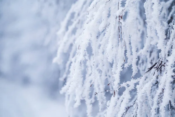 Ramo de árvore caduca coberto de neve e geada. Gre de Natal — Fotografia de Stock