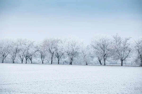 Winterlandschap - rij van bomen in vorst op winter veld — Stockfoto