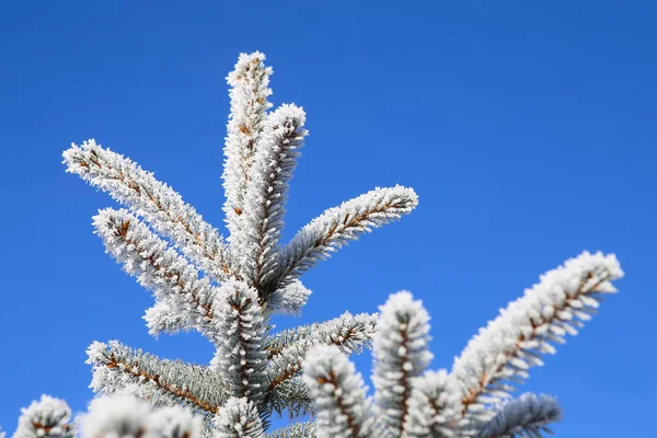 Spruce gren med frost på blå himmel bakgrund. Julgran — Stockfoto