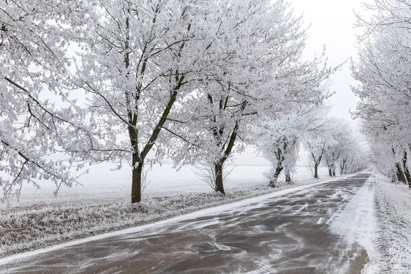 Eingefrorene Bäume und graue Winterstraße — Stockfoto