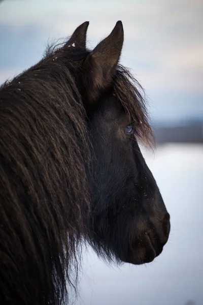 Koń fryzyjski portret — Zdjęcie stockowe