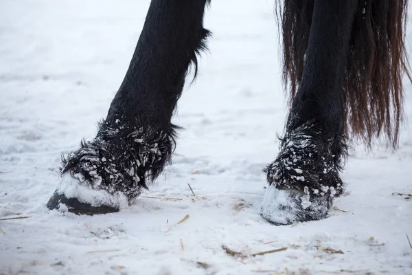 Friesian Άλογα οπλές το χειμώνα — Φωτογραφία Αρχείου