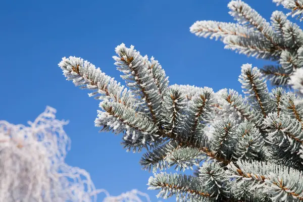 Ramo de abeto com geada no fundo do céu azul. Árvore Natal — Fotografia de Stock