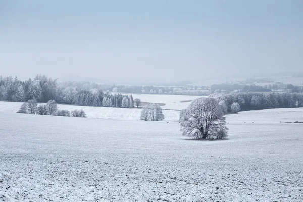 Paisaje invernal con árboles congelados en el campo y cielo azul —  Fotos de Stock