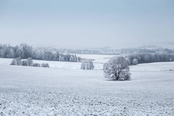 Paesaggio invernale con alberi ghiacciati in campo e cielo blu — Foto Stock