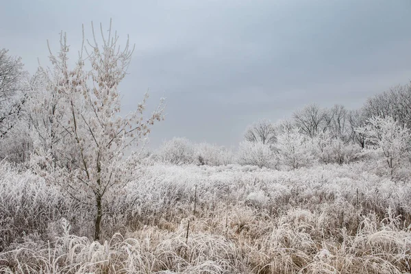 El paisaje invernal - la hilera de los árboles en la helada en el campo invernal —  Fotos de Stock
