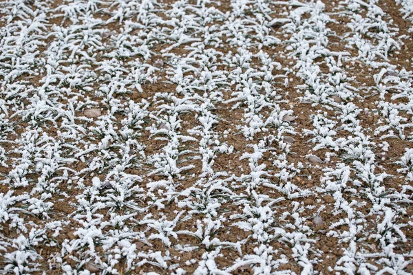 Fältet av höstvete. Rimfrosten på groddar av vete. — Stockfoto