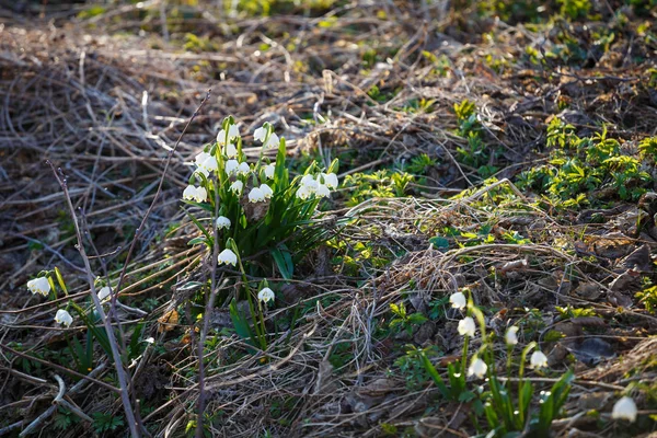 Flores de copo de nieve de primavera blanca (leucojum vernum), bac primavera —  Fotos de Stock