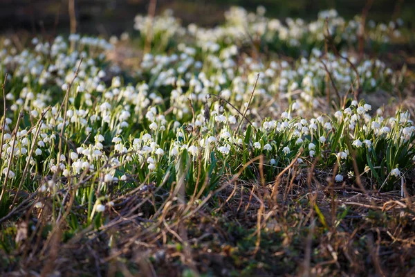 Flores de copo de nieve de primavera blanca (leucojum vernum), bac primavera —  Fotos de Stock
