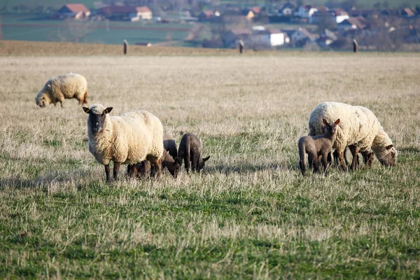 Ovejas con corderos en el pasto, primavera —  Fotos de Stock