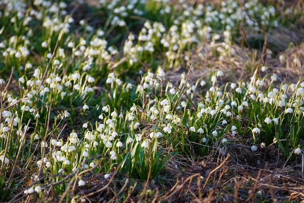 白色的雪花春花 （leucojum 弗纳姆），春天 bac — 图库照片