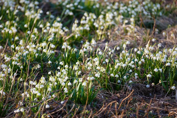 Flores de copo de nieve de primavera blanca (leucojum vernum), bac primavera —  Fotos de Stock