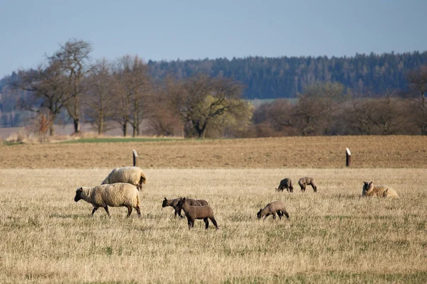 Вівці з ягнятами на пасовищі, весняний час — стокове фото