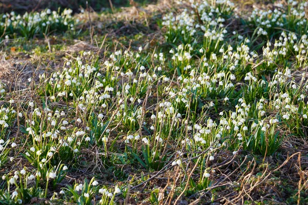 Flores de copo de nieve de primavera blanca (leucojum vernum), bac primavera —  Fotos de Stock