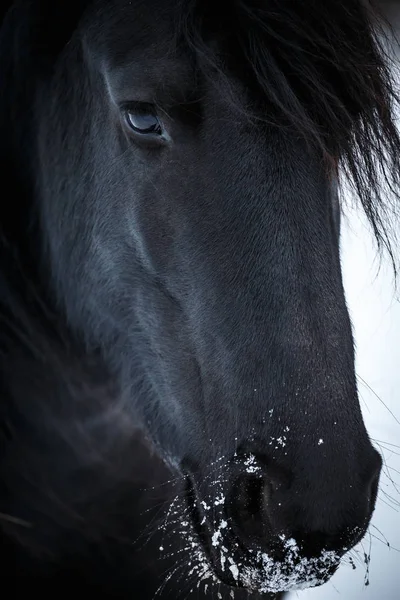 Portrait beauty friesian horse in winter — Stock Photo, Image