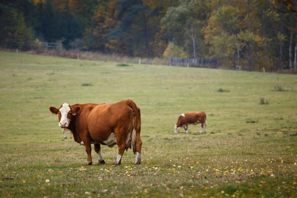 Cows on autumn pasture — Stock Photo, Image