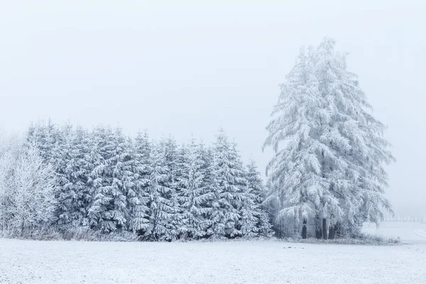 Paesaggio invernale con alberi ghiacciati in campo e cielo blu — Foto Stock