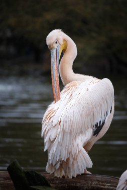 beyaz pelikan (Pelecanus onocrotalus