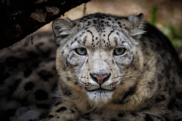 Ritratto volto leopardo delle nevi - Irbis (Panthera uncia ) — Foto Stock