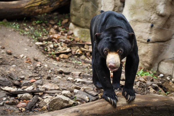 Sun bear also known as a Malaysian bear (Helarctos malayanus) — Stock Photo, Image