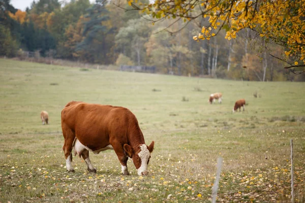 Коровы на осеннем пастбище — стоковое фото