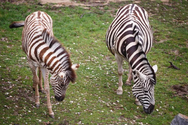 Burchells zebra mare i młody źrebak — Zdjęcie stockowe