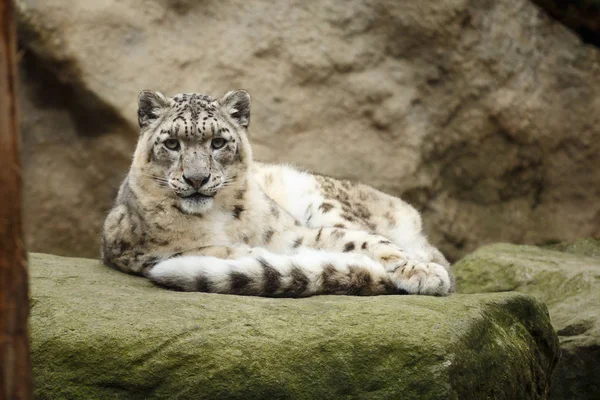 Portret twarz snow Leopard - Irbis (Panthera uncia) — Zdjęcie stockowe