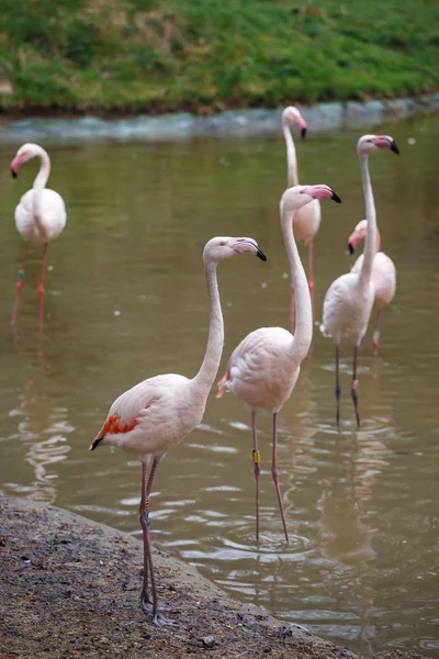 组的粉红色的火烈鸟 （红鹳花) — 图库照片