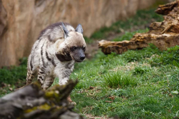 Полосатая гиена (Hyaena hyaena sultana) — стоковое фото