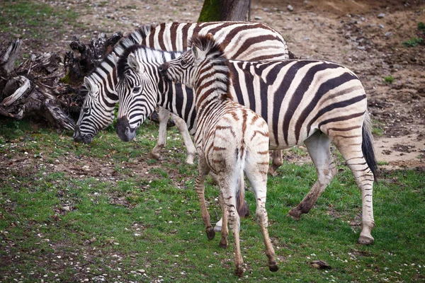 家庭组粗黑的斑马 (Equus 驴 burchellii) — 图库照片