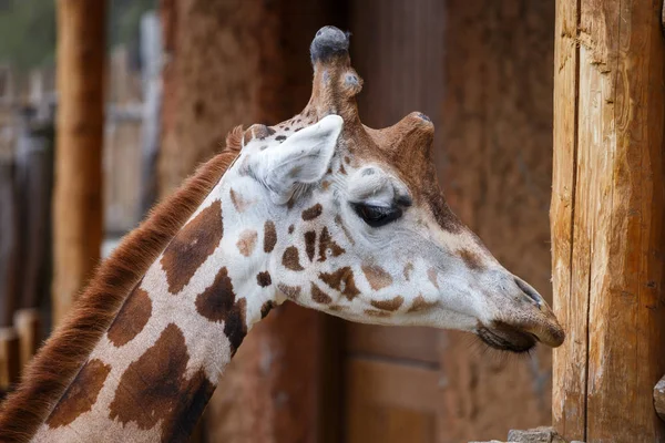 Reticulated giraffe (Giraffa camelopardalis reticulata) — Stock Photo, Image