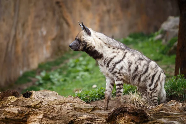 Hiena rayada (Hyaena hyaena sultana) — Foto de Stock