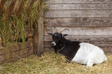Yerli Keçi Keçi çiftliğinde yalan. 