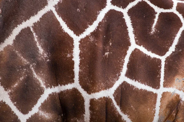 Textured skin of giraffe, Giraffe pattern — Stock Photo, Image