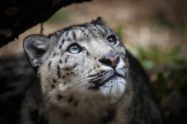 Kar leoparı - Irbis (Panthera uncia yüz portresi)