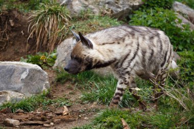 Çizgili sırtlan (Hyaena hyaena sultana)